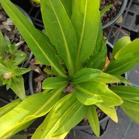 Stokesia laevis 'Blue Star'